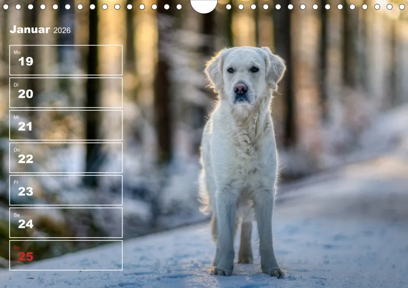 Hunde-Wochenkalender 2026 A4