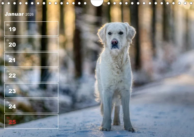 Hunde-Wochenkalender 2026 A4