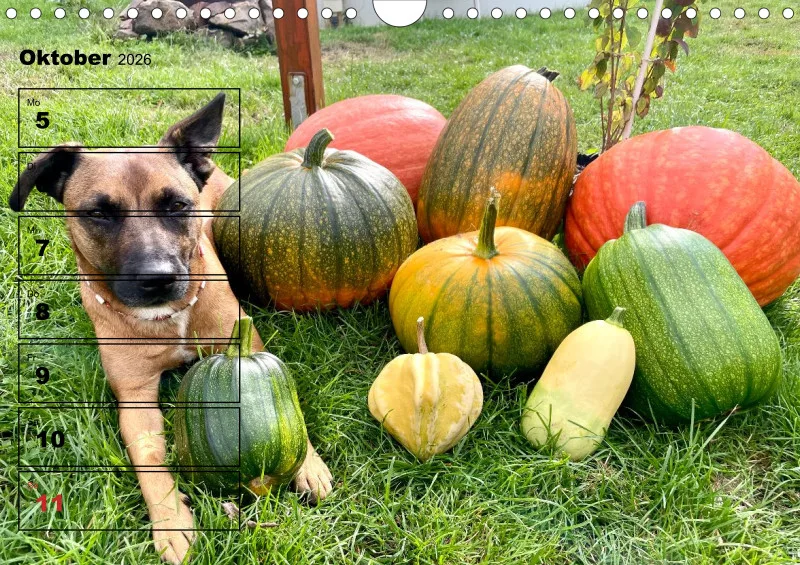 Hunde-Wochenkalender 2026 A4