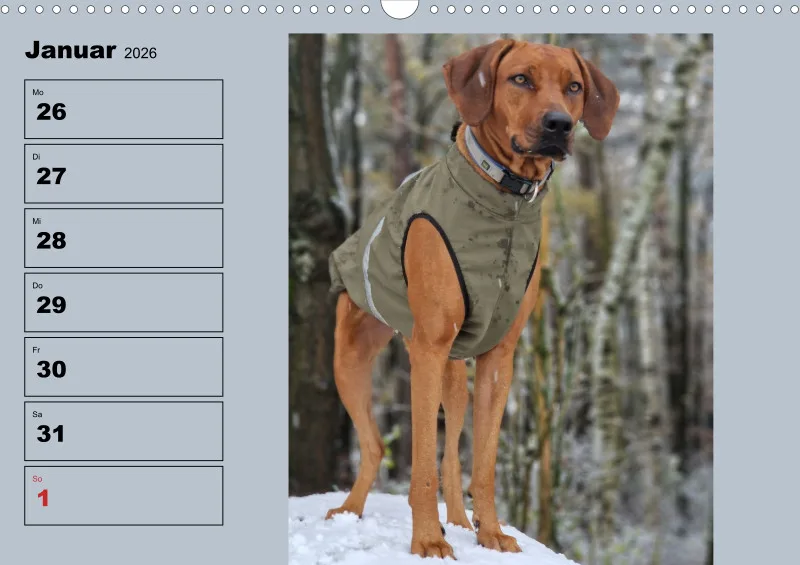 Hunde-Wochenkalender 2026 A3
