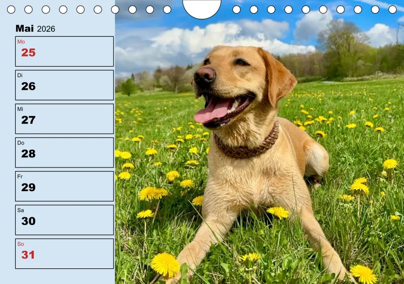 Hunde-Wochenkalender 2026 A5
