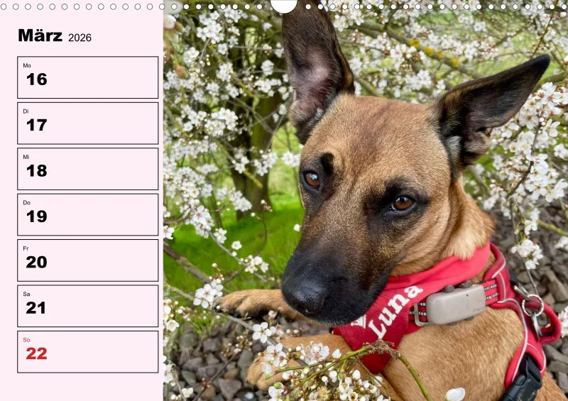 Hunde-Wochenkalender 2026 A3