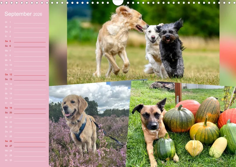 Hundekalender 2026 - DIN A3