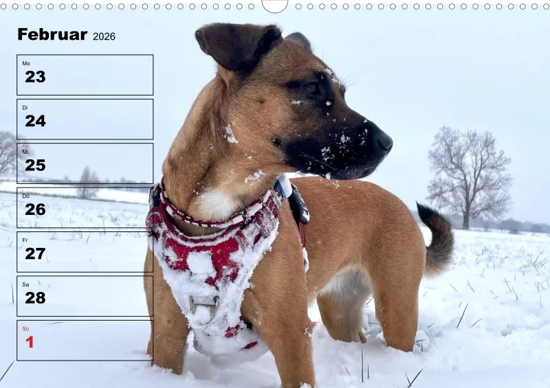 Hunde-Wochenkalender 2026 A3