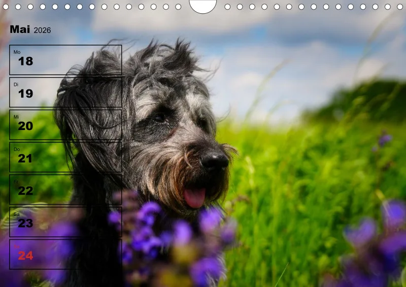 Hunde-Wochenkalender 2026 A4