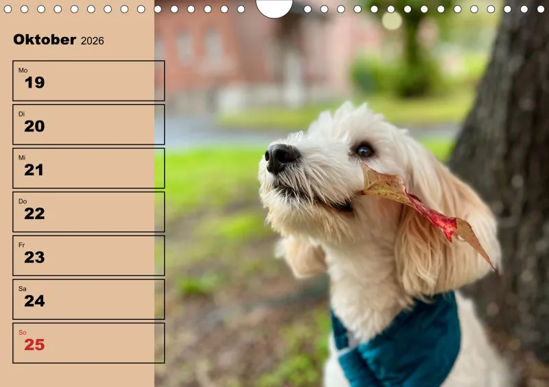 Hunde-Wochenkalender 2026 A4