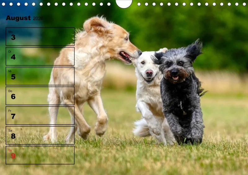 Hunde-Wochenkalender 2026 A4