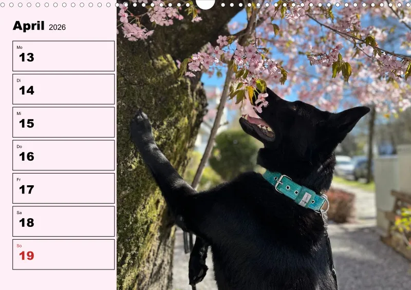 Hunde-Wochenkalender 2026 A3