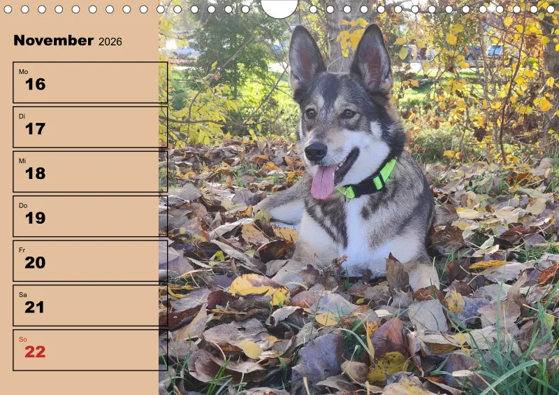 Hunde-Wochenkalender 2026 A4
