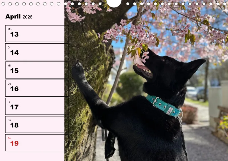 Hunde-Wochenkalender 2026 A4