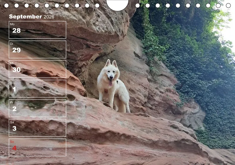 Hunde-Wochenkalender 2026 A5