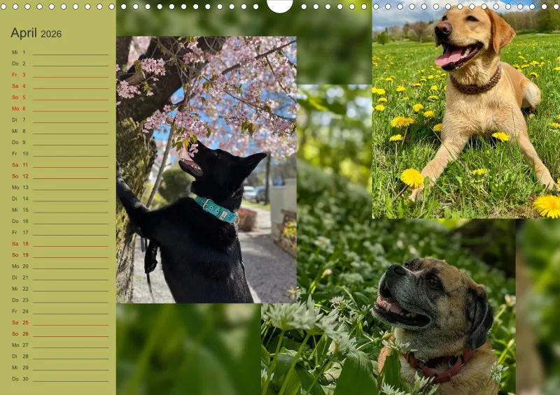 Hundekalender 2026 - DIN A3