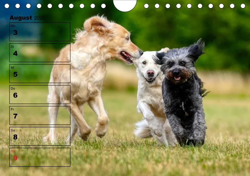 Hunde-Wochenkalender 2026 A5