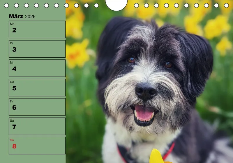 Hunde-Wochenkalender 2026 A5