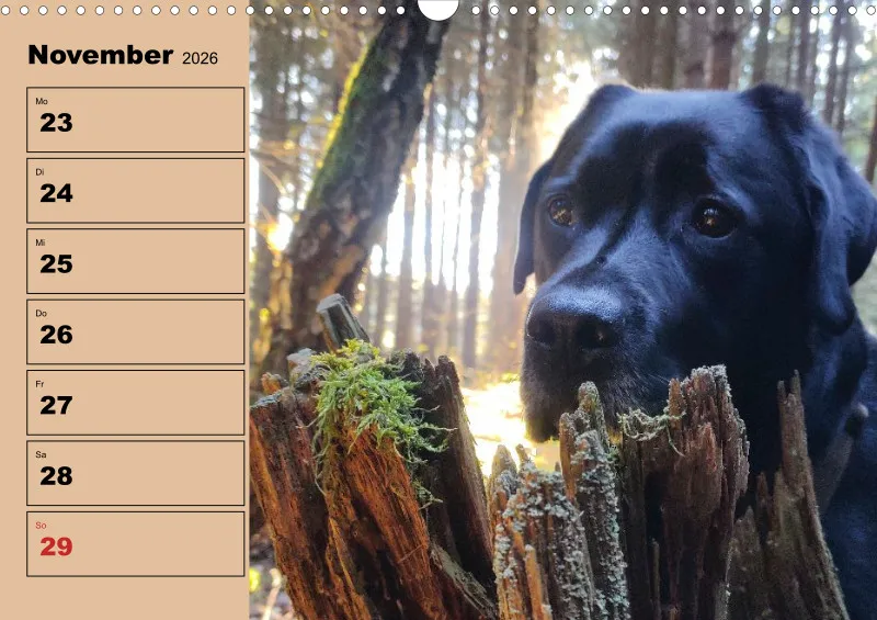 Hunde-Wochenkalender 2026 A3