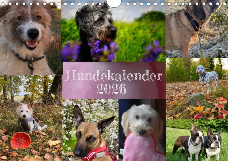 Hunde-Wochenkalender 2026 A4