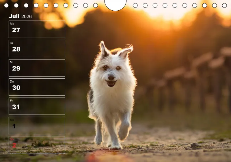 Hunde-Wochenkalender 2026 A5