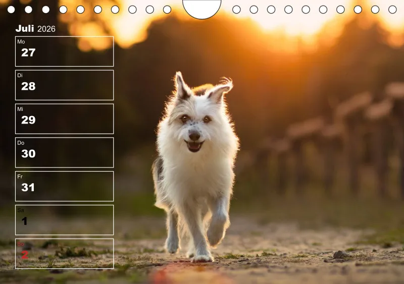 Hunde-Wochenkalender 2026 A5