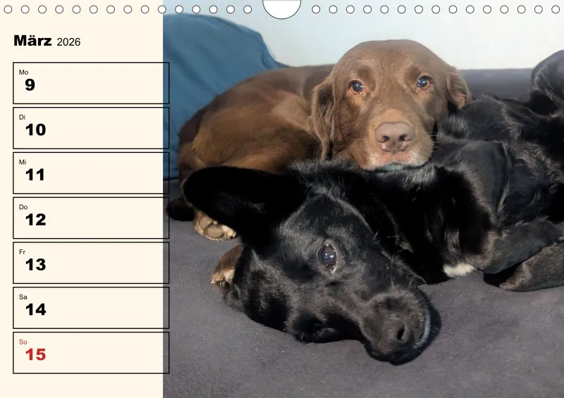 Hunde-Wochenkalender 2026 A4