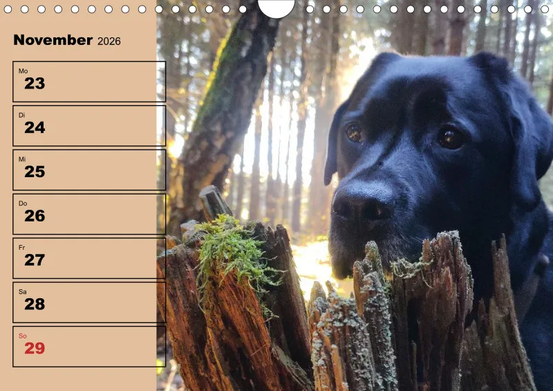 Hunde-Wochenkalender 2026 A4