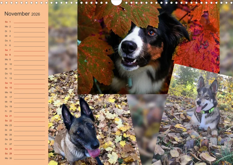 Hundekalender 2026 - DIN A3