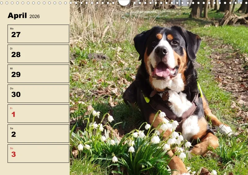 Hunde-Wochenkalender 2026 A3