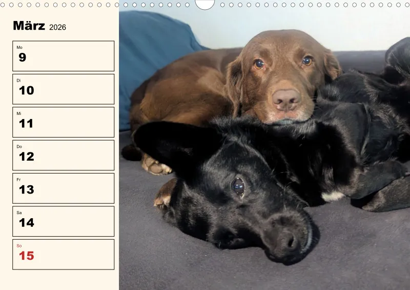 Hunde-Wochenkalender 2026 A3