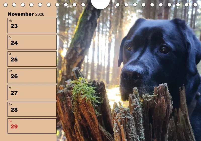 Hunde-Wochenkalender 2026 A5
