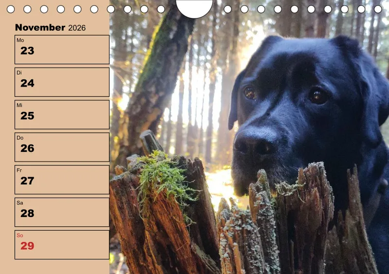 Hunde-Wochenkalender 2026 A5