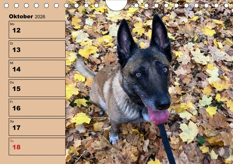 Hunde-Wochenkalender 2026 A5