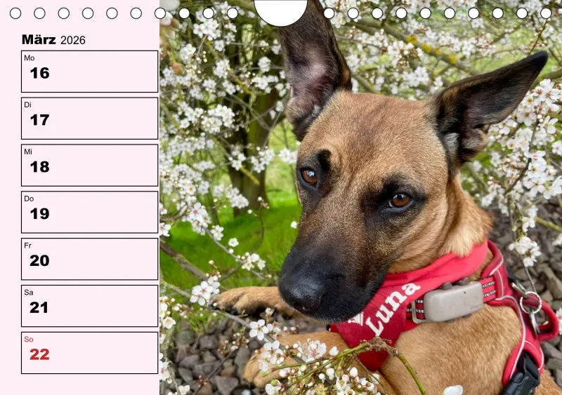 Hunde-Wochenkalender 2026 A5