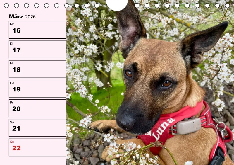 Hunde-Wochenkalender 2026 A5