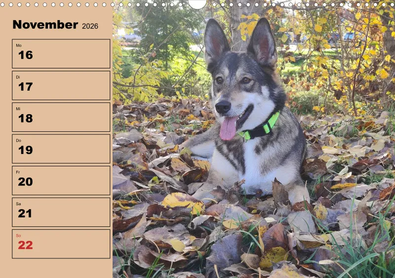 Hunde-Wochenkalender 2026 A3