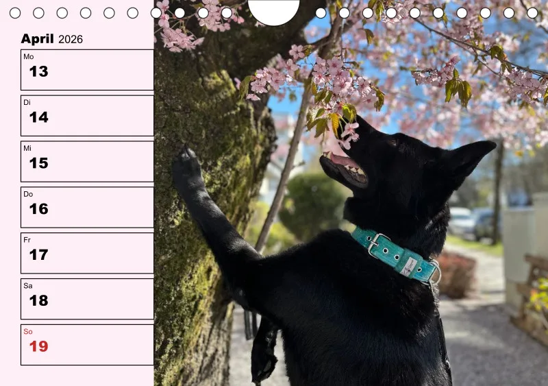 Hunde-Wochenkalender 2026 A5
