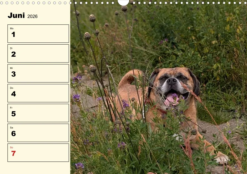 Hunde-Wochenkalender 2026 A3