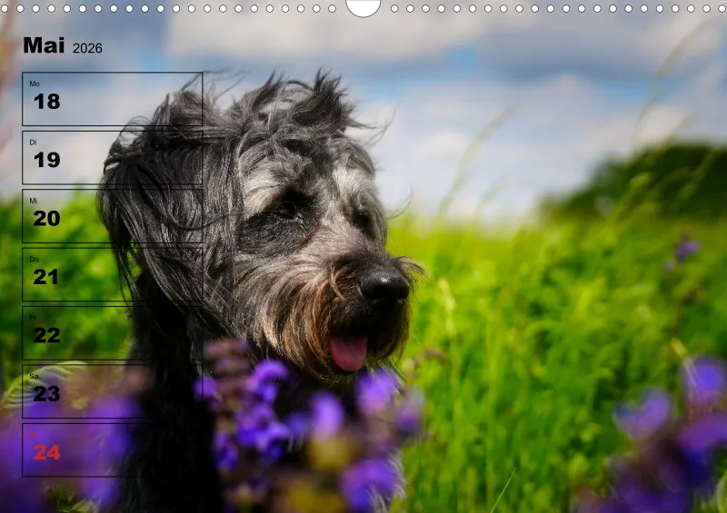 Hunde-Wochenkalender 2026 A3
