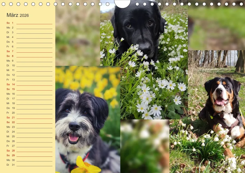 Hundekalender 2026 - DIN A4