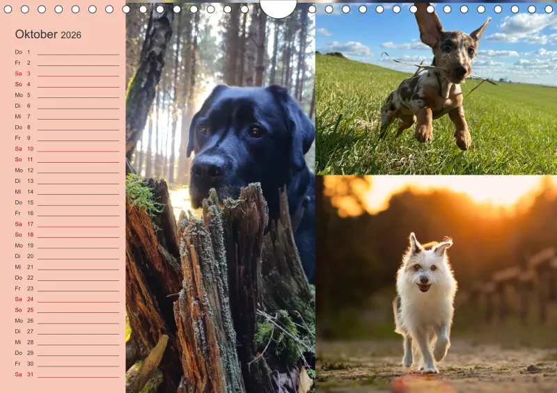 Hundekalender 2026 - DIN A4
