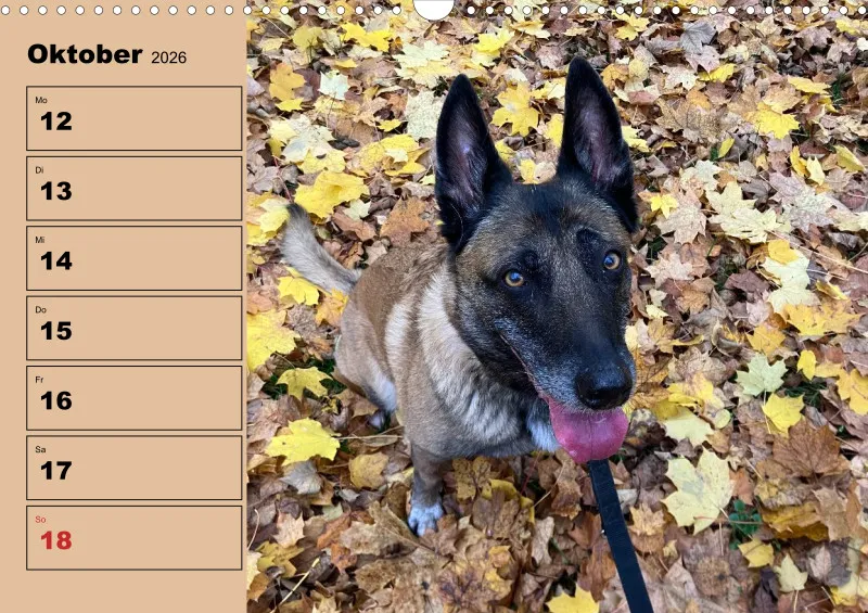 Hunde-Wochenkalender 2026 A3
