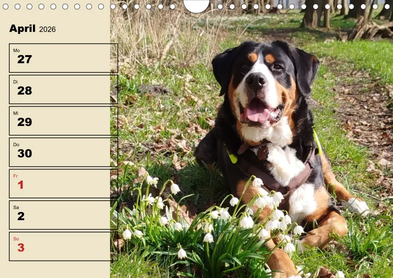 Hunde-Wochenkalender 2026 A4