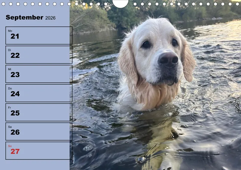 Hunde-Wochenkalender 2026 A4