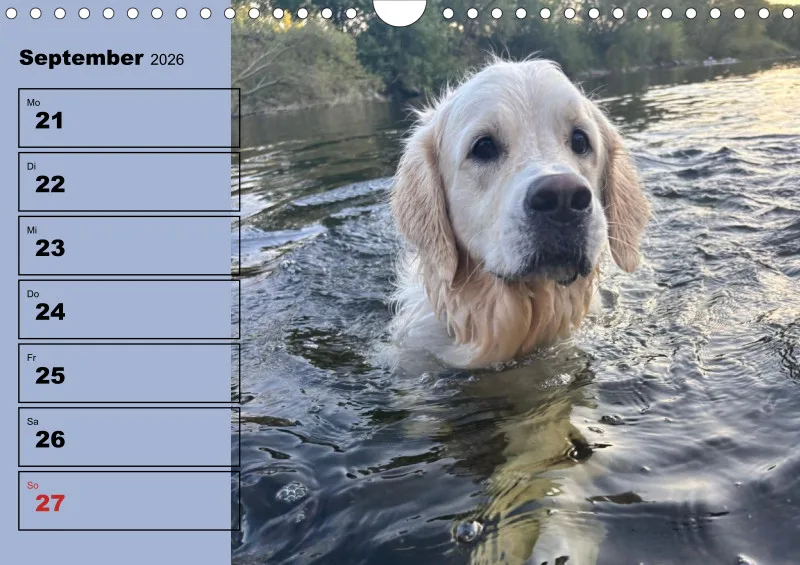 Hunde-Wochenkalender 2026 A4