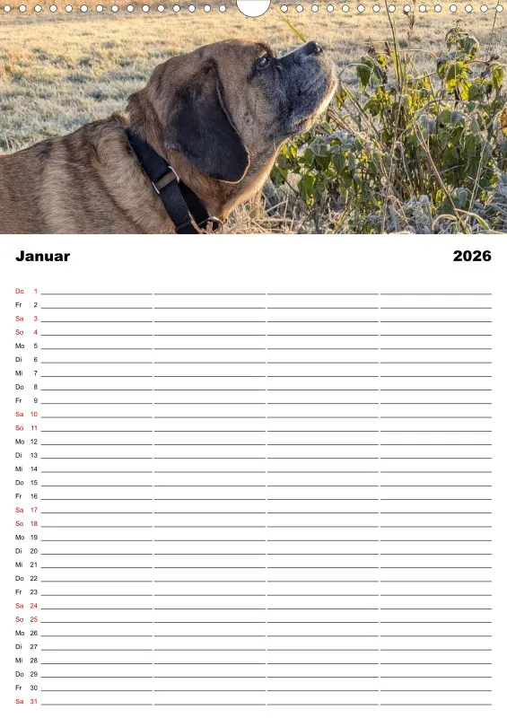 Hundekalender Familienplaner 2026
