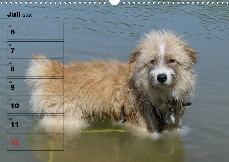 Hunde-Wochenkalender 2026 A3