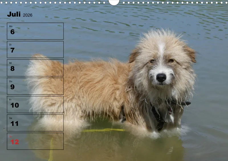 Hunde-Wochenkalender 2026 A3