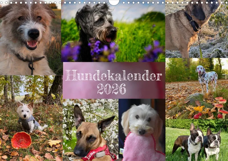 Hunde-Wochenkalender 2026 A3