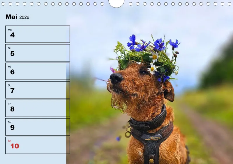 Hunde-Wochenkalender 2026 A4
