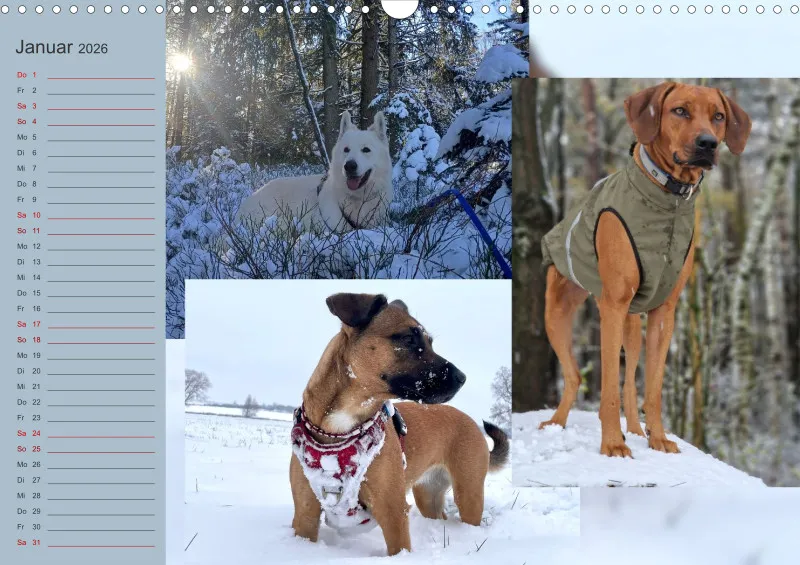 Hundekalender 2026 - DIN A3
