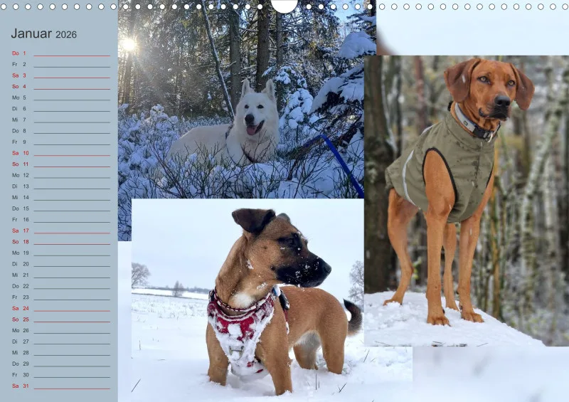 Hundekalender 2026 - DIN A3