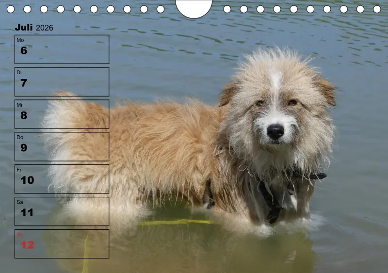 Hunde-Wochenkalender 2026 A5